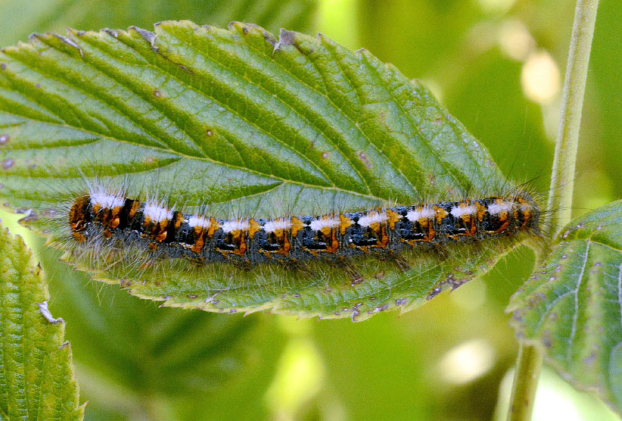 Bruca da det - Lasiocampa (Lasiocampa) quercus, Lasiocampidae